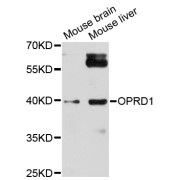 Western blot analysis of extracts of various cell lines, using OPRD1 antibody (abx006236) at 1/1000 dilution.