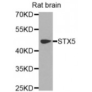 Western blot analysis of extracts of rat brain, using STX5 antibody (abx006237) at 1/1000 dilution.