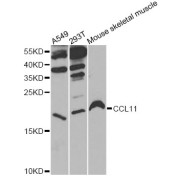 Western blot analysis of extracts of various cell lines, using CCL11 antibody (abx006241) at 1/1000 dilution.