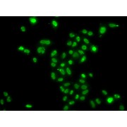 Immunofluorescence analysis of A549 cells using MORF4L2 antibody (abx006257).