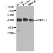 Western blot analysis of extracts of various cell lines, using NDUFV1 antibody (1/1000 dilution).