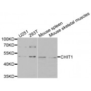 Western blot analysis of extracts of various cell lines, using CHIT1 antibody (abx006278) at 1/1000 dilution.