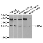 Western blot analysis of extracts of various cell lines, using REG1A antibody (abx006293) at 1/1000 dilution.