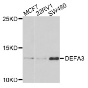 Western blot analysis of extracts of various cell lines, using DEFA3 antibody (abx006294) at 1/1000 dilution.