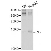 Western blot analysis of extracts of various cell lines, using PI3 antibody (abx006297) at 1/1000 dilution.