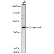 Western blot analysis of extracts of Raji cells, using CTSG antibody (1/500 dilution).