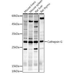 Cathepsin G (CTSG) Antibody