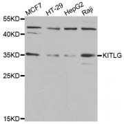 Western blot analysis of extracts of various cell lines, using KITLG antibody (abx006306) at 1/1000 dilution.