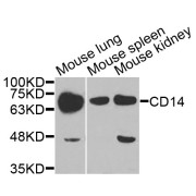 Western blot analysis of extracts of various cell lines, using CD14 antibody (abx006311) at 1/1000 dilution.