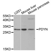 Western blot analysis of extracts of various cell lines, using PDYN antibody (abx006315) at 1/1000 dilution.