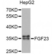 Western blot analysis of extracts of HepG2 cells, using FGF23 Antibody (abx006316) at 1/1000 dilution.