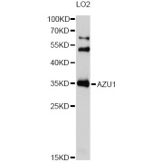 Western blot analysis of extracts of LO2 cells, using AZU1 Antibody (abx006318) at 1/1000 dilution.