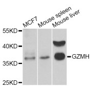 Western blot analysis of extracts of various cell lines, using GZMH Antibody (abx006320) at 1/1000 dilution.