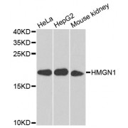 Western blot analysis of extracts of various cell lines, using HMGN1 antibody (abx006321) at 1/1000 dilution.