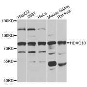 Western blot analysis of extracts of various cell lines, using HDAC10 antibody (abx006324) at 1/1000 dilution.