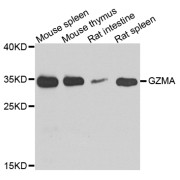 Western blot analysis of extracts of various cell lines, using GZMA antibody (abx006330) at 1/1000 dilution.