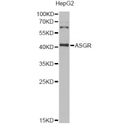 Western blot analysis of extracts of HepG2 cells, using ASGR2 Antibody (abx006333) at 1/1000 dilution.