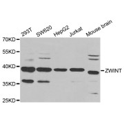 Western blot analysis of extracts of various cell lines, using ZWINT antibody (abx006341) at 1/1000 dilution.