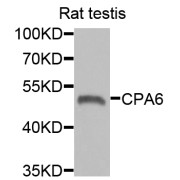 Western blot analysis of extracts of rat testis, using CPA6 antibody (abx006350) at 1/1000 dilution.