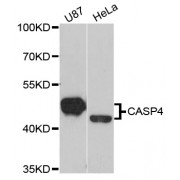 Western blot analysis of extracts of various cell lines, using CASP4 antibody (abx006354) at 1/1000 dilution.