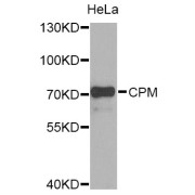 Western blot analysis of extracts of HeLa cells, using CPM Antibody (abx006361) at 1/1000 dilution.