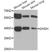 Western blot analysis of extracts of various cell lines, using DHDH Antibody (abx006363) at 1/1000 dilution.