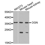 Western blot analysis of extracts of various cell lines, using OGN antibody (abx006381) at 1/1000 dilution.