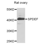 Western blot analysis of extracts of rat ovary, using SPDEF antibody (abx006389) at 1/1000 dilution.