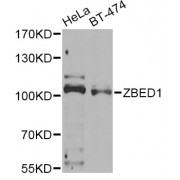 Western blot analysis of extracts of various cell lines, using ZBED1 Antibody (abx006393) at 1/1000 dilution.