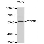 Western blot analysis of extracts of MCF-7 cells, using CYP4B1 antibody (abx006399) at 1/1000 dilution.