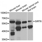 Western blot analysis of extracts of various cell lines, using OMG antibody (abx006407) at 1/1000 dilution.