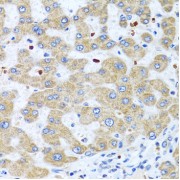 Immunohistochemistry of paraffin-embedded human liver using NMU antibody (abx006422) at dilution of 1/100 (40x lens).
