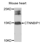 Western blot analysis of extracts of mouse heart, using CTNNBIP1 antibody (abx006428) at 1/1000 dilution.