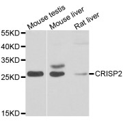 Western blot analysis of extracts of various cell lines, using CRISP2 antibody (abx006435) at 1/1000 dilution.