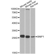 Western blot analysis of extracts of various cell lines, using BNIP1 Antibody (abx006444) at 1/1000 dilution.