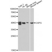 Western blot analysis of extracts of various cell lines, using CAPG Antibody (abx006445) at 1/1000 dilution.