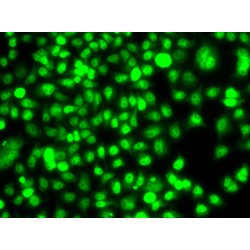 V-Ets Erythroblastosis Virus E26 Oncogene Homolog 2 (Avian) (ETS2) Antibody