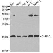 Western blot analysis of extracts of various cell lines, using CHRAC1 antibody (abx006465) at 1/1000 dilution.