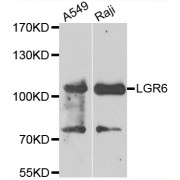 Western blot analysis of extracts of various cell lines, using LGR6 antibody (abx006470) at 1/1000 dilution.