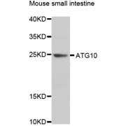 Western blot analysis of extracts of mouse small intestine, using ATG10 antibody (abx006473) at 1/1000 dilution.