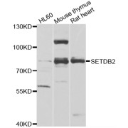 Western blot analysis of extracts of various cell lines, using SETDB2 antibody (abx006474) at 1/1000 dilution.