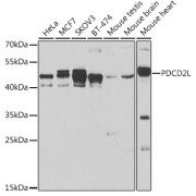 Western blot analysis of extracts of various cell lines, using PDCD2L antibody (abx006476) at 1/500 dilution.