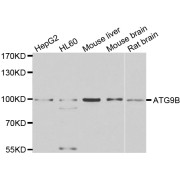 Western blot analysis of extracts of various cell lines, using ATG9B antibody (abx006484) at 1/1000 dilution.