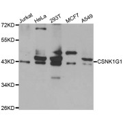 Western blot analysis of extracts of various cell lines, using CSNK1G1 antibody (abx006491) at 1/1000 dilution.