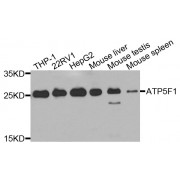 Western blot analysis of extracts of various cell lines, using ATP5F1 antibody (abx006495) at 1/1000 dilution.
