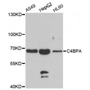 Western blot analysis of extracts of various cell lines, using C4BPA antibody (abx006497) at 1/1000 dilution.