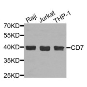 Western blot analysis of extracts of various cell lines, using CD7 antibody (abx006499) at 1/1000 dilution.