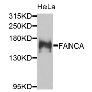 Western blot analysis of extracts of HeLa cells, using FANCA antibody (abx006505) at 1/1000 dilution.