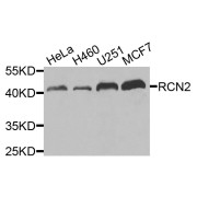 Western blot analysis of extracts of various cell lines, using RCN2 antibody (abx006517) at 1/1000 dilution.