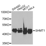 Western blot analysis of extracts of various cell lines, using SHMT1 antibody (abx006519) at 1/1000 dilution.